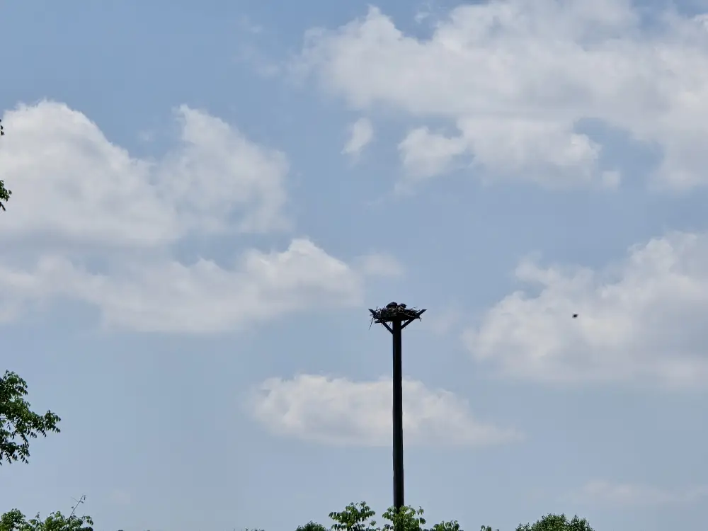 osprey on nest 3