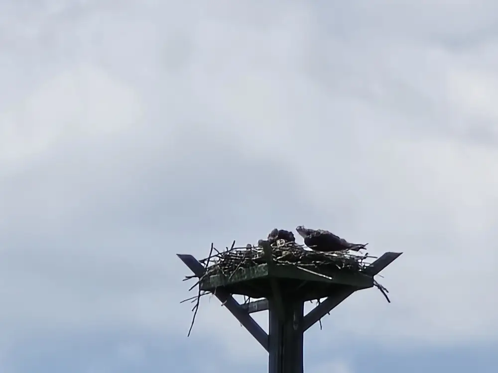 osprey on nest 3